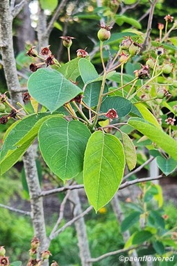 Plant in early fruit