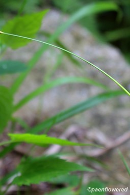 Culm with Spikelets