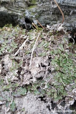 Winter liverwort