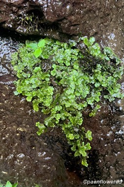 Typical gametophyte form