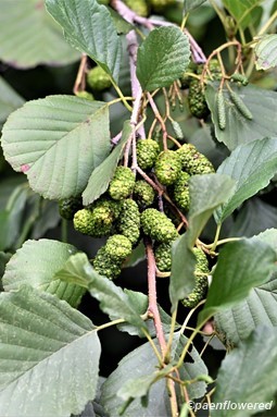 Leaves and catkins