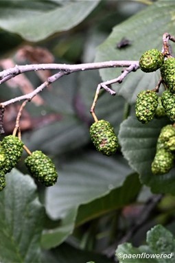Mature female catkins