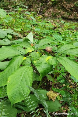 Plant form