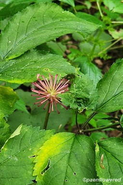 Inflorescence 