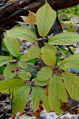 American Ginseng