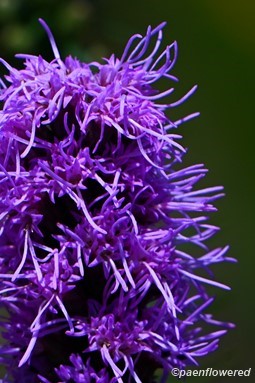 Inflorescence