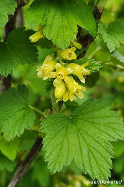 Flowers & leaf