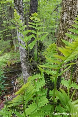 Flowering fern