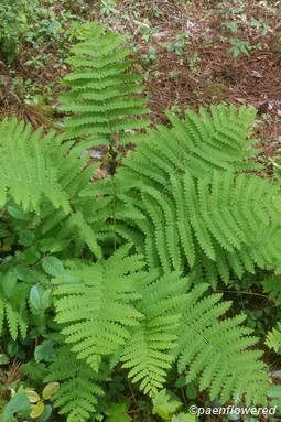 Plant form & habitat