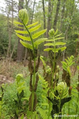 Osmunda
