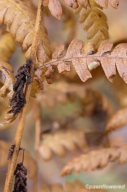 Sporangia and pinnae with fall colors