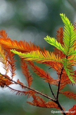 Taxodium