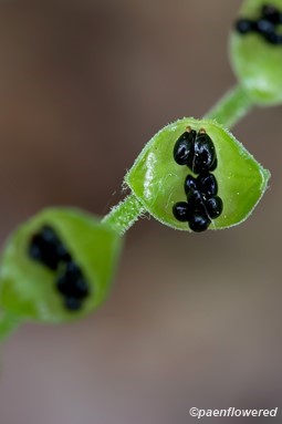 Seeds
