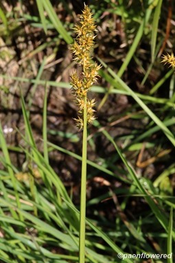 Culm with Spikelets