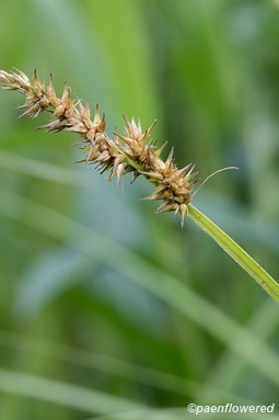 Culm with spikelets