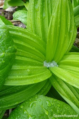 Veratrum