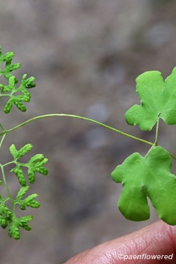 Portion of frond showing terminal, fertile (left) and lower, sterile pinnae (right)
