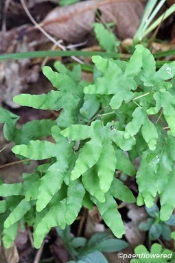 Sterile, palmately lobed pinnules