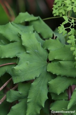 Sterile & fertile pinnae