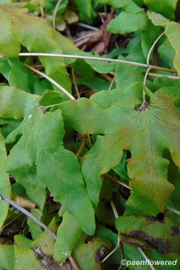 Withering sterile pinnae