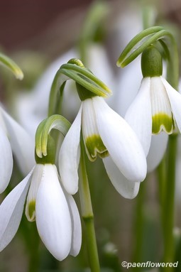 Snowdrop
