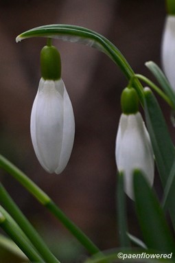 Flower buds