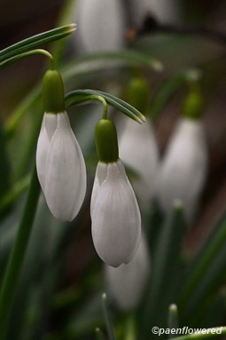 Flower buds