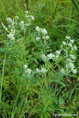 Pycnanthemum