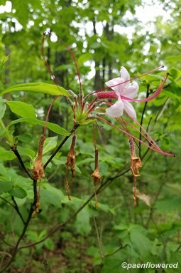 Pink Azalea