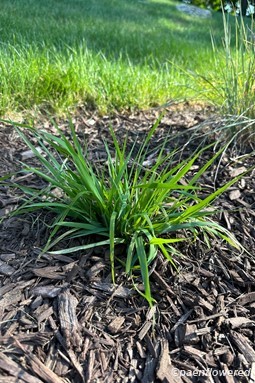 Plant form