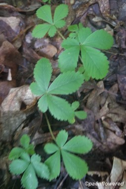 Leaves