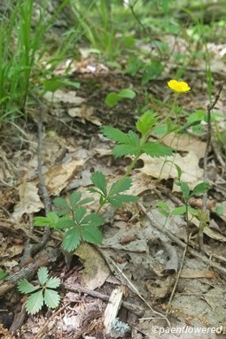 Plant form & habitat