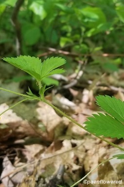 Leaves and flower