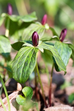 Plant in flower