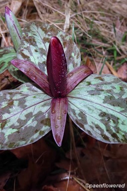 Plant in flower