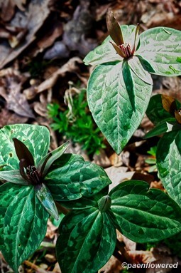 Plants in early bloom