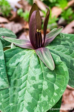 Plant in flower