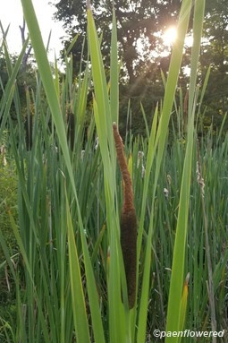 Typha