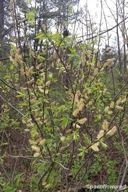 Catkins and Leaves