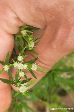 Foliage and flower buds 