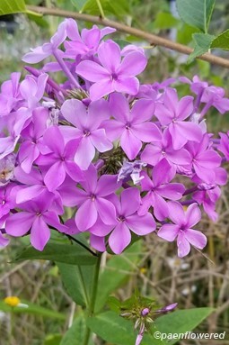 Phlox