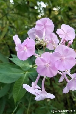 Inflorescence and leaves