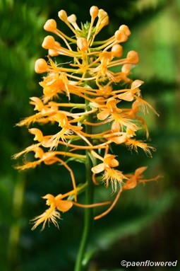 Yellow Fringed Orchid