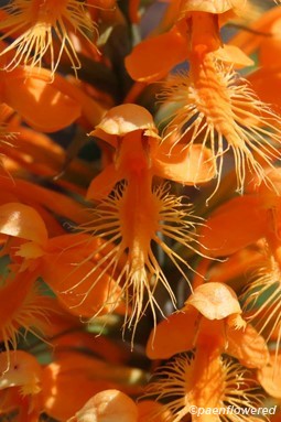 Flower detail