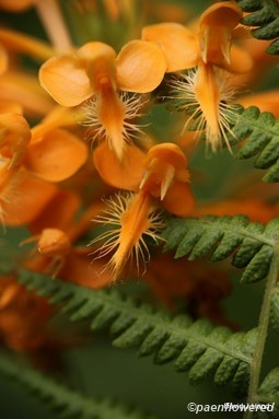 Flower detail