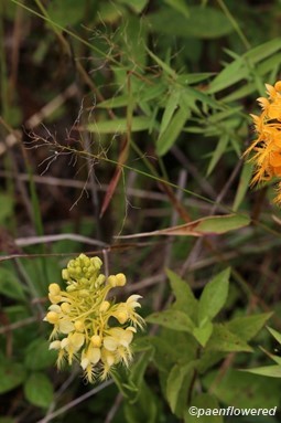 Plant form & habitat