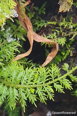 Delicate fern moss