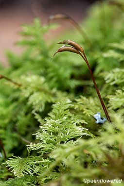 Live Fern Moss For Sale (Thuidium Delicatulum)
