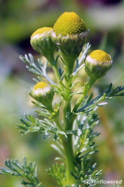 Plants in flower