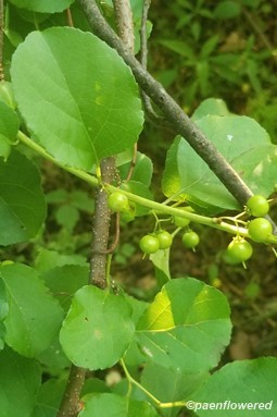 Forming fruits
